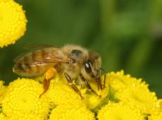 Как пчёлы делают мёд из нектара и пыльцы
