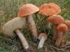 Съедобные и ядовитые оранжевые грибы