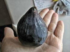 Сушеный инжир — плоды фигового дерева Как сушить инжир в сушилке