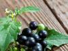 Паслен черный: особенности и варианты применения растения Паслен черный плод