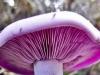 Белый гриб или ложный белый гриб: как отличить Чем пахнут сушеные грибы