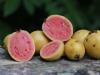 Представляем вашему вниманию тропическое яблоко или экзотический фрукт гуава Сок из гуавы