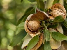 Миндаль — орехи, полезные свойства, способы правильного употребления и противопоказания