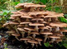 Съедобные грибы - список с названиями, описанием, фото
