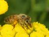 Как пчёлы делают мёд из нектара и пыльцы