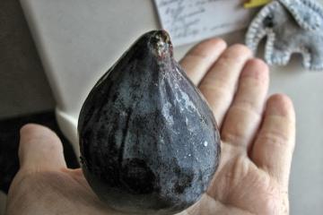 Сушеный инжир — плоды фигового дерева Как сушить инжир в сушилке